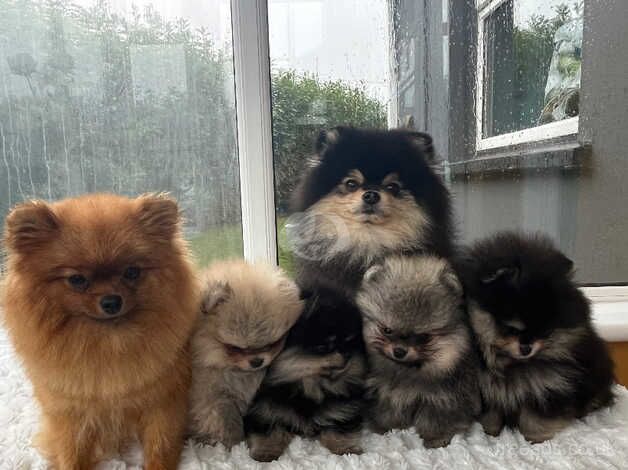 Pomeranian Puppies for sale