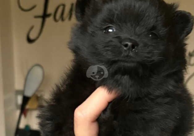 5 KC Pomeranian puppies for sale in Cranbrook, Redbridge, Greater London