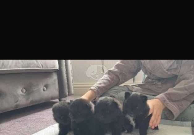 KC Registered Pomeranian Puppies for sale in Greater London