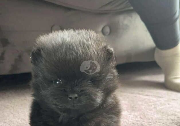 Pomeranian Puppies for sale