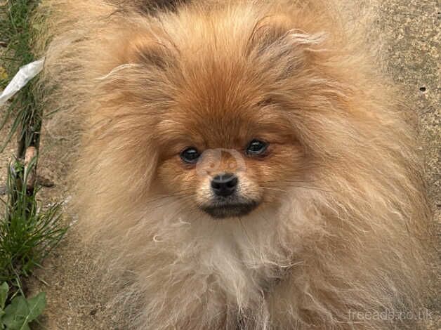 5 month old sable Pomeranian for sale in Hillingdon, Hillingdon, Greater London