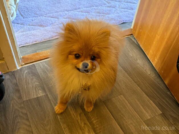 Pomeranians for sale in Hillingdon, Hillingdon, Greater London