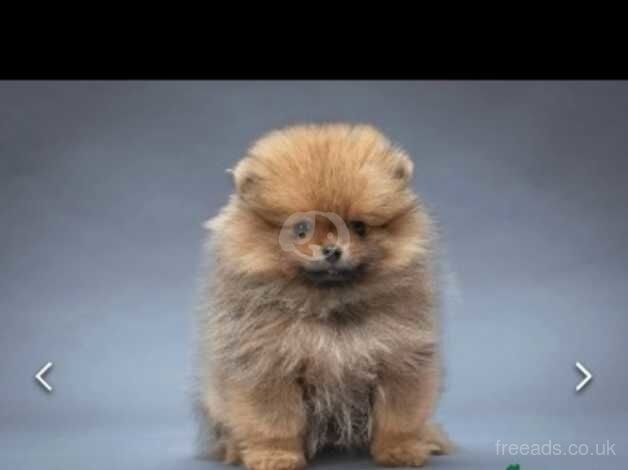 KC Registered Pomeranian Puppies for sale in Greater London