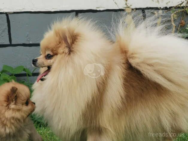 Pomeranian Puppies for sale