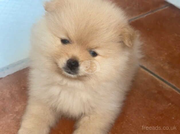 5 pomeranian pups for sale in Nottingham, Nottinghamshire