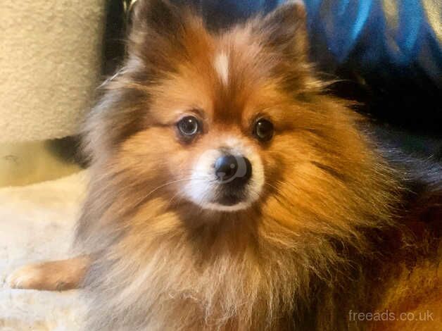 5 year old Pomeranian for stud for sale in Manchester, Greater Manchester