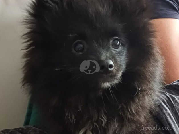 6 month old pomeranian female for sale in Pontefract, West Yorkshire