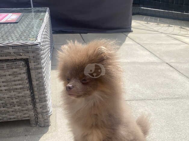 6 months old boy Pomeranian for sale in Manchester, Greater Manchester