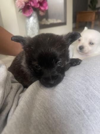 6 weeks old Westie x Pomeranian puppies for sale in Halesowen, West Midlands - Image 1