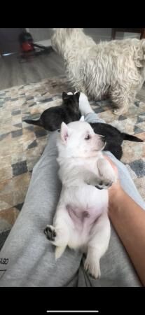 6 weeks old Westie x Pomeranian puppies for sale in Halesowen, West Midlands - Image 2