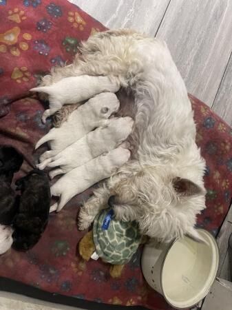 6 weeks old Westie x Pomeranian puppies for sale in Halesowen, West Midlands - Image 4