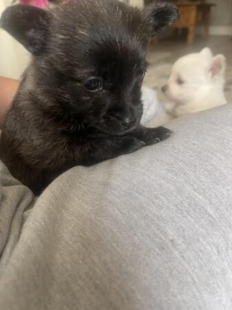 6 weeks old Westie x Pomeranian puppies for sale in Halesowen, West Midlands - Image 5