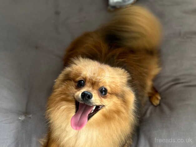 8 month old Teddy for sale in Bordon, Hampshire - Image 1