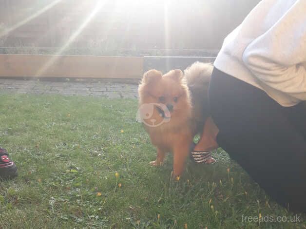 8 month old Teddy for sale in Bordon, Hampshire - Image 3