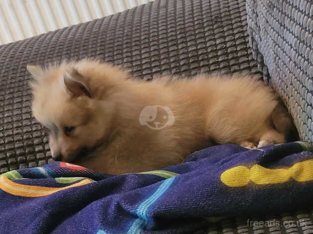 8 week old pomeranian puppy for sale in Hull, East Riding Of Yorkshire