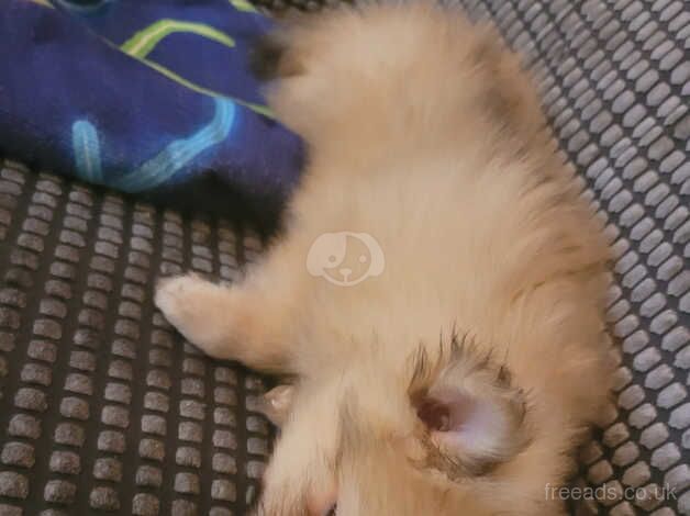 8 week old pomeranian puppy for sale in Hull, East Riding Of Yorkshire - Image 2