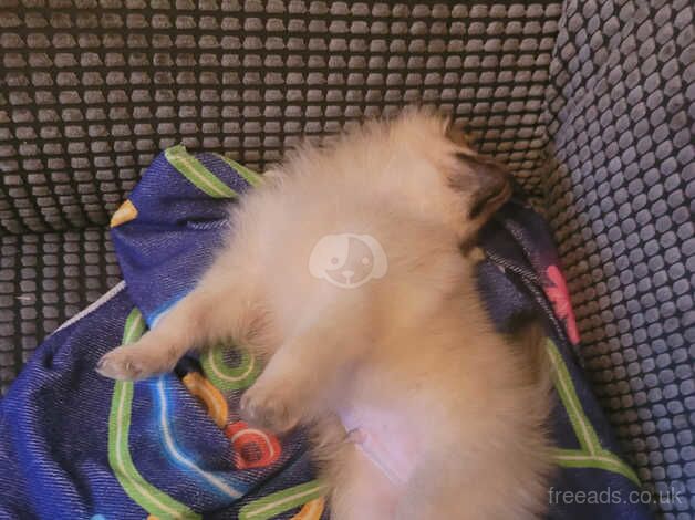 8 week old pomeranian puppy for sale in Hull, East Riding Of Yorkshire - Image 3