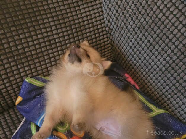 8 week old pomeranian puppy for sale in Hull, East Riding Of Yorkshire - Image 4