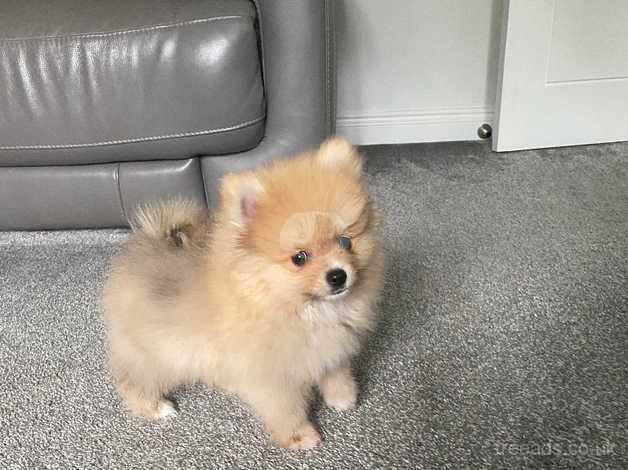 Absolutely stunning Pomeranian boy for sale in Freckleton, Lancashire