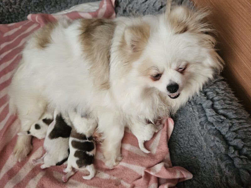 🐾🌟 Adorable 8-Week-Old Pomeranian Puppies Ready for Reservation! 🌟🐾 for sale in Gravesend, Kent - Image 4