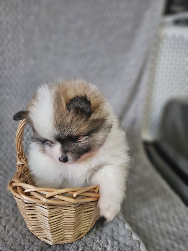 🐾🌟 Adorable 8-Week-Old Pomeranian Puppies Ready for Reservation! 🌟🐾 for sale in Gravesend, Kent - Image 7