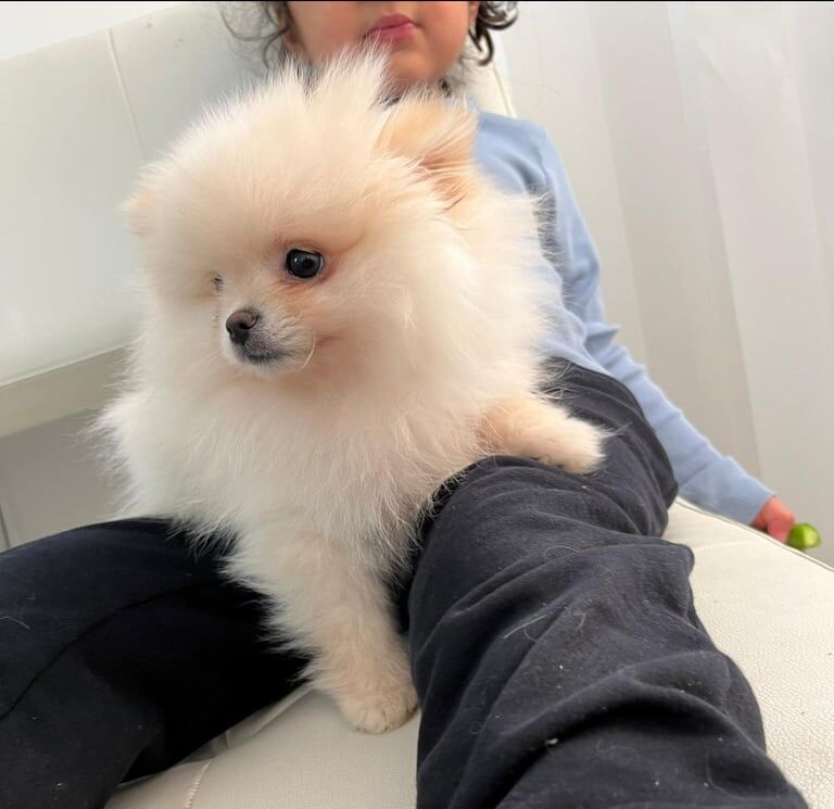 Adorable 9-Week-Old Pomeranian Puppy for Sale in Chelsea, Greater London