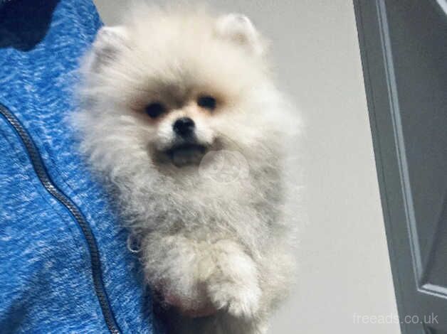 Adorable cream sable Pomeranian boy available immediately for sale in Tower Hamlets, Kent