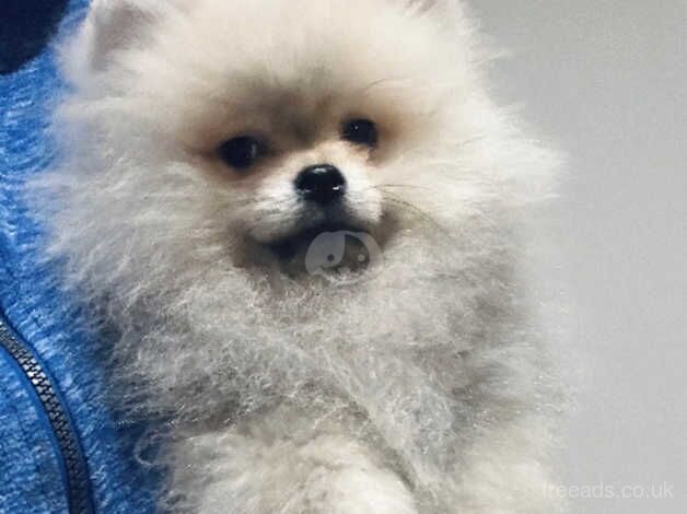 Adorable cream sable Pomeranian boy available immediately for sale in Tower Hamlets, Kent - Image 4