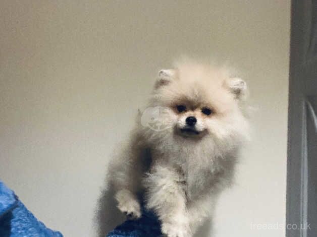 Adorable cream sable Pomeranian boy available immediately for sale in Tower Hamlets, Kent - Image 5