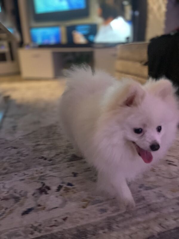 Adorable Pomeranian female to emotional support and companionship for sale in Surrey - Image 1