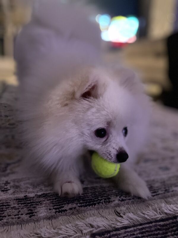 Adorable Pomeranian female to emotional support and companionship for sale in Surrey - Image 2