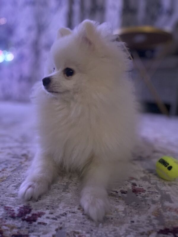 Adorable Pomeranian female to emotional support and companionship for sale in Surrey - Image 3