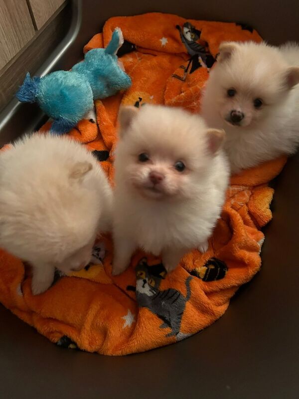 Adorable pomeranian puppies available for reservation for sale in Reading, Berkshire