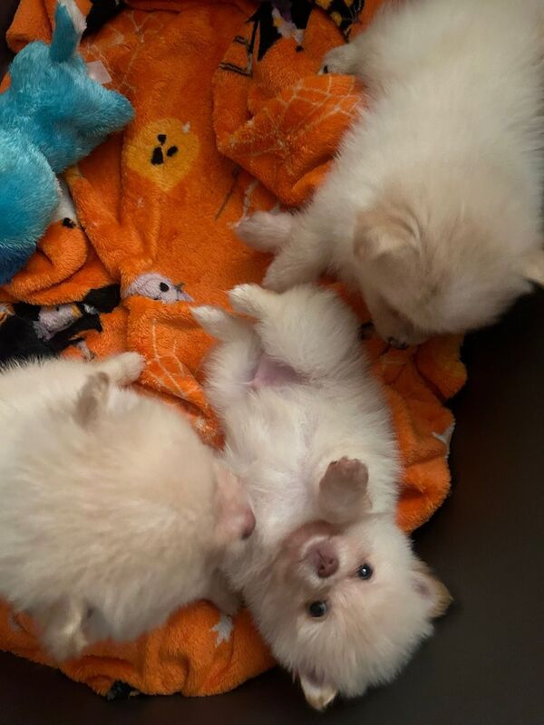 Adorable pomeranian puppies available for reservation for sale in Reading, Berkshire - Image 3