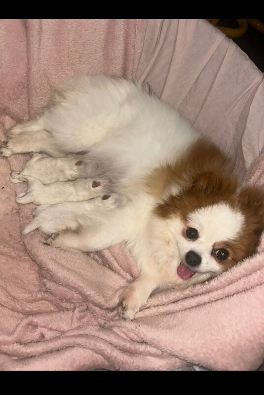 Adorable pomeranian puppies available for reservation for sale in Reading, Berkshire - Image 4