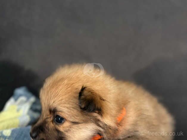 **Adorable Pomeranian puppies for Sale.** for sale in Woking, Surrey - Image 3