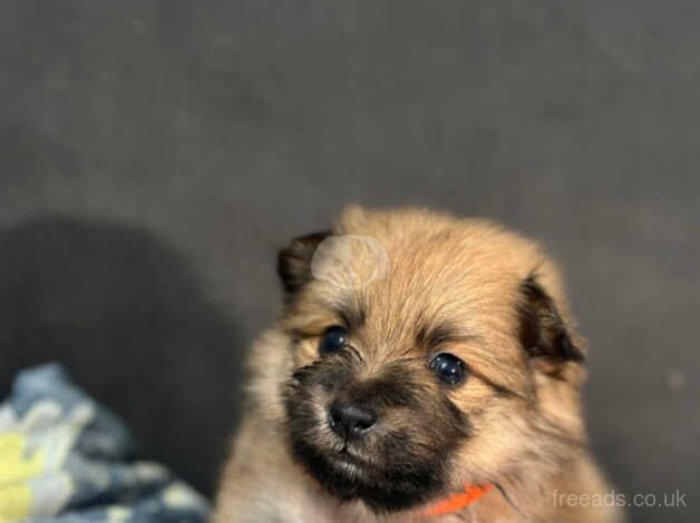 **Adorable Pomeranian puppies for Sale.** for sale in Woking, Surrey - Image 4