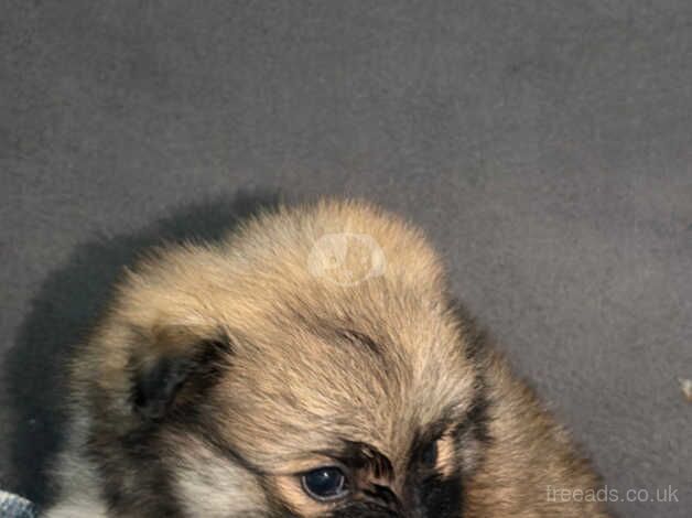 **Adorable Pomeranian puppies for Sale.** for sale in Woking, Surrey - Image 5