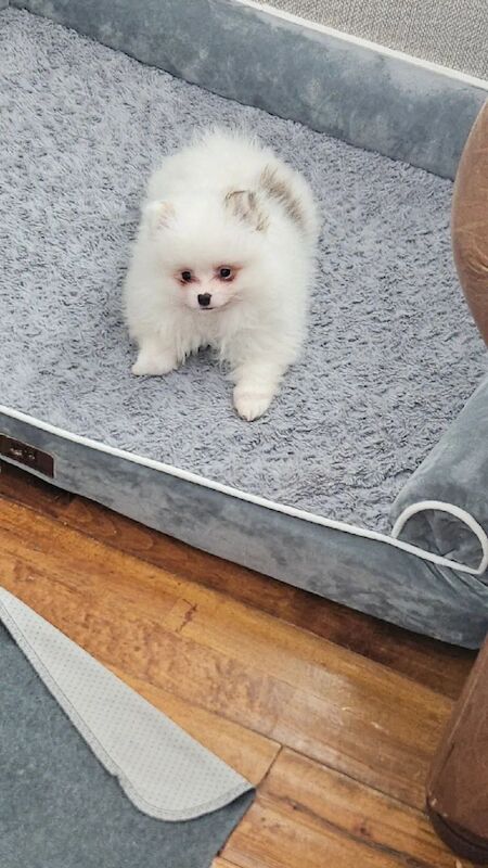 Adorable Pomeranian Puppies Looking for Loving Homes for sale in Brightlingsea, Essex - Image 9