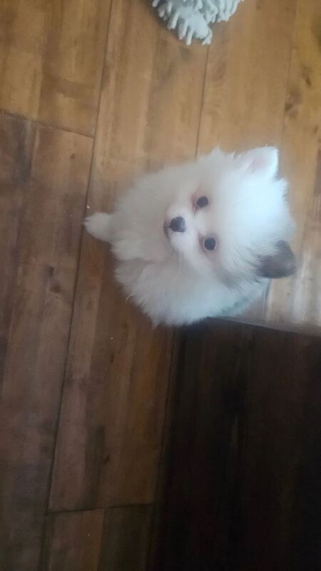 Adorable Pomeranian Puppies Looking for Loving Homes for sale in Brightlingsea, Essex - Image 12