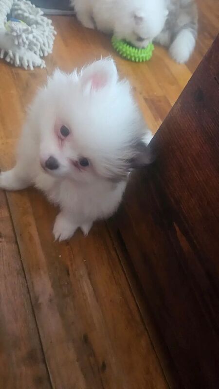 Adorable Pomeranian Puppies Looking for Loving Homes for sale in Brightlingsea, Essex - Image 13