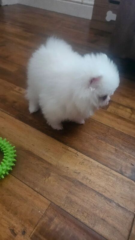 Adorable Pomeranian Puppies Looking for Loving Homes for sale in Brightlingsea, Essex - Image 14