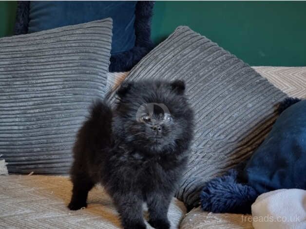 Adorable Pomeranian puppies with huge thick coats for sale in Winsford, Cheshire