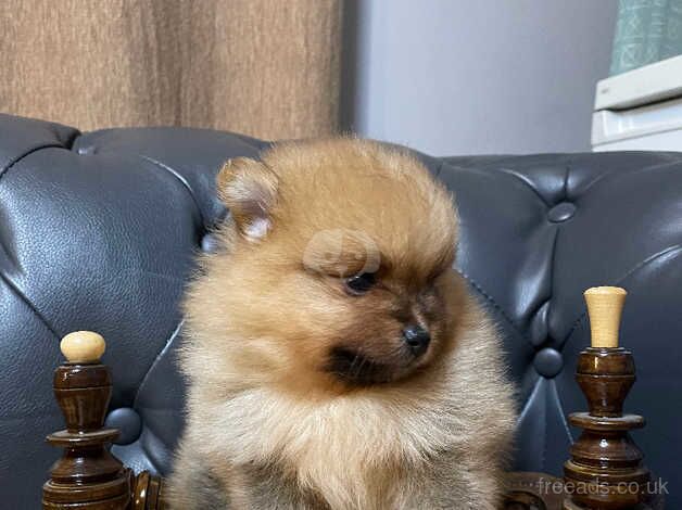 Adorable Pomeranian puppy for sale in Hillingdon, Hillingdon, Greater London