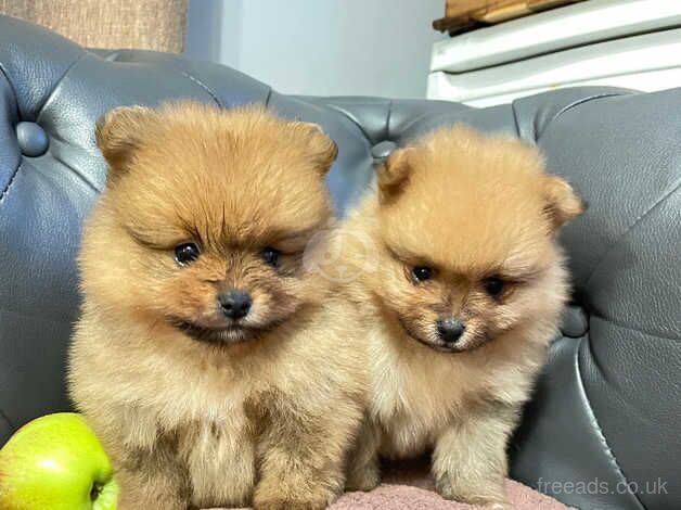 Adorable pomeranian puppy for sale in Hillingdon, Hillingdon, Greater London