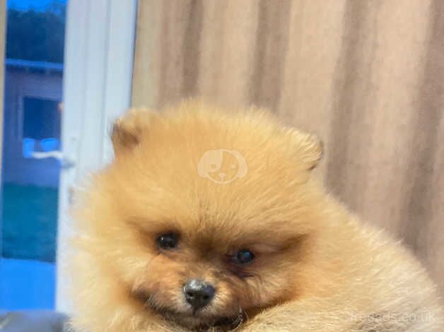 Adorable pomeranian puppy for sale in Hillingdon, Hillingdon, Greater London - Image 2