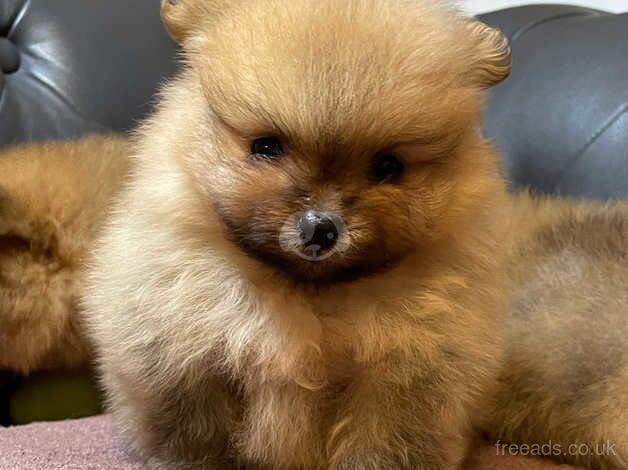 Adorable pomeranian puppy for sale in Hillingdon, Hillingdon, Greater London - Image 3