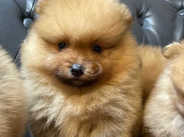 Adorable pomeranian puppy for sale in Hillingdon, Hillingdon, Greater London - Image 4