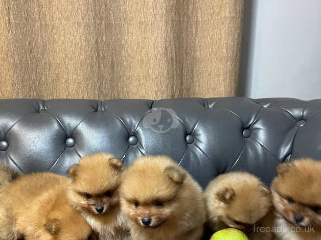 Adorable pomeranian puppy for sale in Hillingdon, Hillingdon, Greater London - Image 5