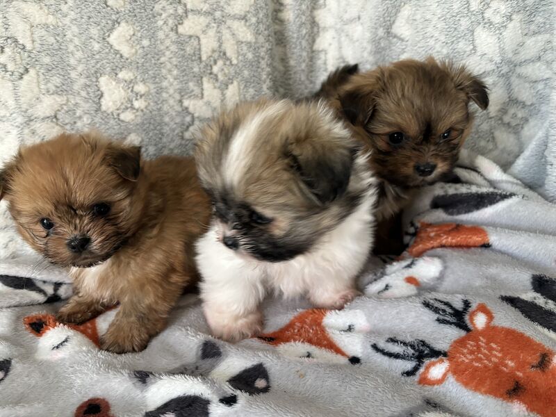 Adorable Pomeranian x shihtzu puppies for sale in St Mary Cray, Greater London